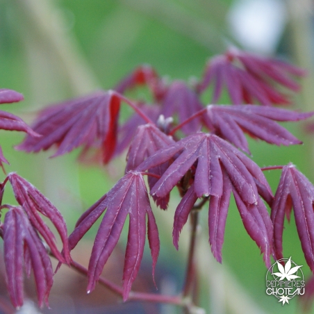 acer-palmatum-fireglow-printemps