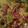 acer-palmatum-fireglow-printemps-2