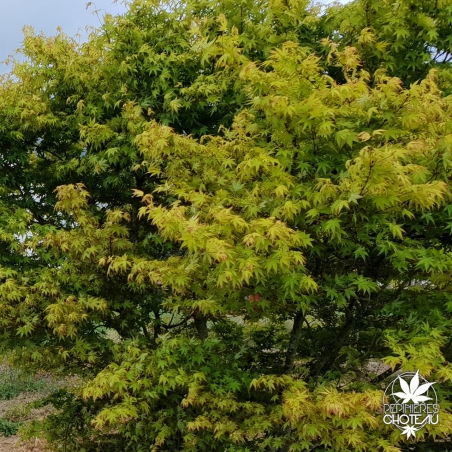 Palmatum