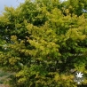 Palmatum