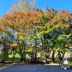 Palmatum