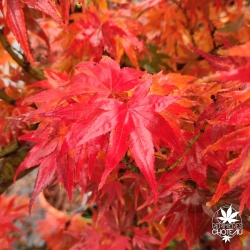 Acer-palmatum-Fior-d-Arancio-automne-2