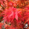 Tenuifolium
