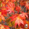 Acer-palmatum-Fior-d-Arancio-automne