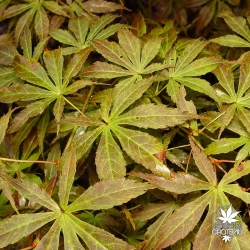 Tenuifolium