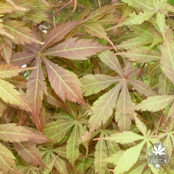 acer-palmatum-fior-d-arancio-ete