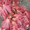 Tenuifolium