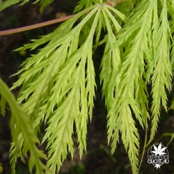 Acer_palmatum_Filigree_printemps