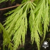 Tenuifolium