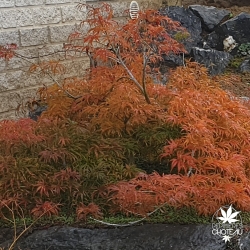 Tenuifolium