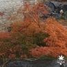 acer-palmatum-filigree-adulte-automne