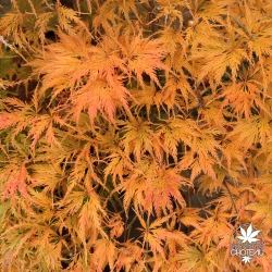 Acer-palmatum-Filigree-automne