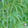 acer-palmatum-filigree-ete