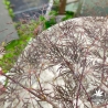 Acer-palmatum-Red-filigree-lace-ete