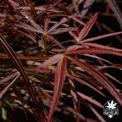 acer-palmatum-filifera-purpurea-printemps