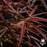 acer-palmatum-filifera-purpurea-printemps