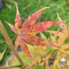 Peve Chameleon