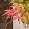 Peve Chameleon
