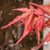 Peve Chameleon