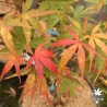 Peve Chameleon