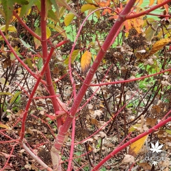 Peve Chameleon