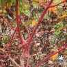 Peve Chameleon