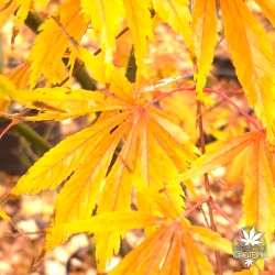 Tenuifolium
