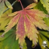acer-palmatum-fascination-debut-de-l-automne