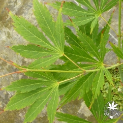 acer-palmatum-fascination-ete