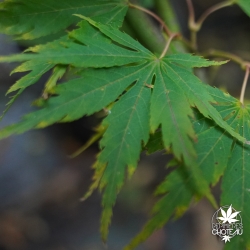 acer-palmatum-fascination-fin-de-l-ete