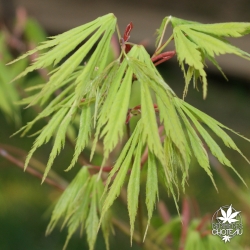 acer-palmatum-fascination-printemps