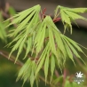 acer-palmatum-fascination-printemps
