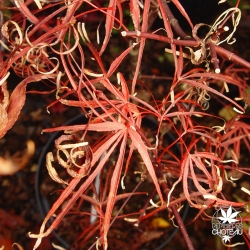 Tenuifolium
