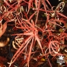 acer-palmatum-enkan-automne