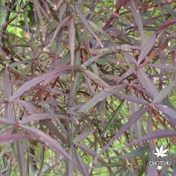 acer-palmatum-enkan-ete