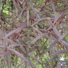 acer-palmatum-enkan-ete