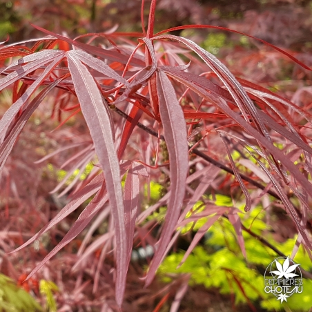 acer-palmatum-enkan-printemps-3