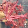 Tenuifolium