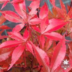 Acer-palmatum-Englishtown-automne