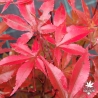 Tenuifolium