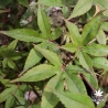 Tenuifolium