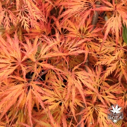 Tenuifolium