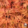 Acer-palmatum-Emma-automne