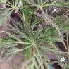 Tenuifolium