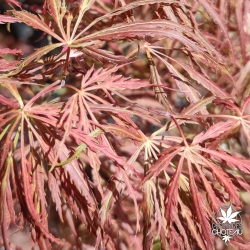 Tenuifolium