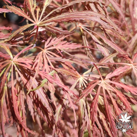 Acer-palmatum-Emma-printemps