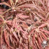 Tenuifolium
