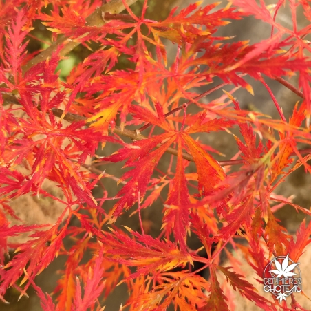 Acer-palmatum-Elmwood-spreader-automne