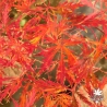 Acer-palmatum-Elmwood-spreader-automne