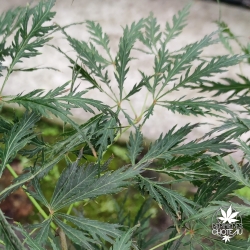 Tenuifolium